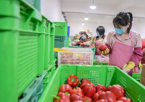 惠安 守護菜籃子，保障食用農產品批發(fā)安全