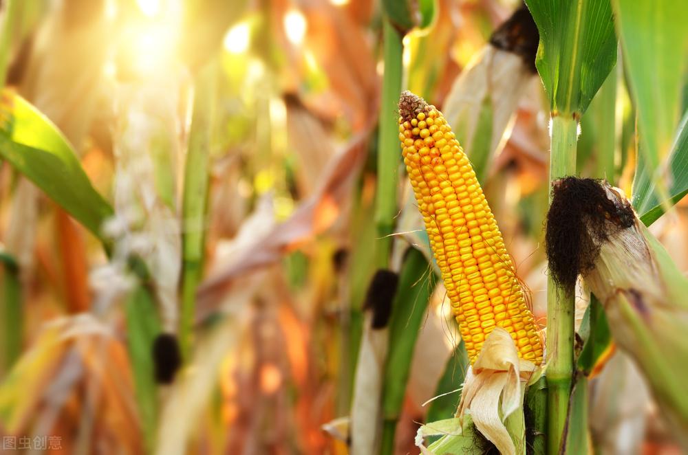 華南玉米行情快訊:購銷活躍度下降,飼料企業(yè)備貨基本結(jié)束